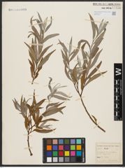 Foto von Salix alba L.